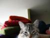 evil cat